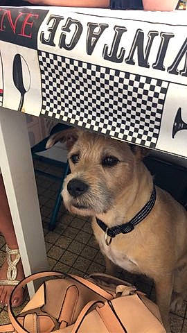 Leyko participe au concours pour gagner de l'argent avec cette photo : canidae, carnivore, collar, companion_dog, dog, dog_breed, dog_clothes, dog_collar, dog_supply, fawn, font, fur, hat, logo, pet_supply, photo_caption, snout, sporting_group, whiskers, working_animal