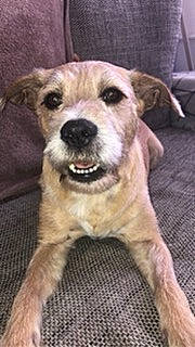 Leyko participe au concours pour gagner de l'argent avec cette photo : ancient_dog_breeds, carnivore, companion_dog, dog, dog_breed, fawn, fur, hardwood, non_sporting_group, pet_supply, sleeper_chair, snout, sporting_group, terrestrial_animal, toy_dog, whiskers, wood, working_animal