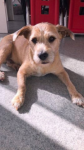 Leyko participe au concours pour gagner de l'argent avec cette photo : carnivore, companion_dog, dog, dog_breed, dog_supply, flooring, fur, non_sporting_group, paw, pet_supply, puppy, small_terrier, snout, street_dog, terrestrial_animal, terrier, toy_dog, wood, working_animal, working_terrier