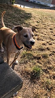 Leyko a rejoint le concours — aidez-le/la à gagner de superbes lots ! canidae, carnivore, collar, companion_dog, dog, dog_breed, dog_collar, dog_supply, fawn, grass, pet_supply, snout, soil, sporting_group, terrestrial_animal, working_animal