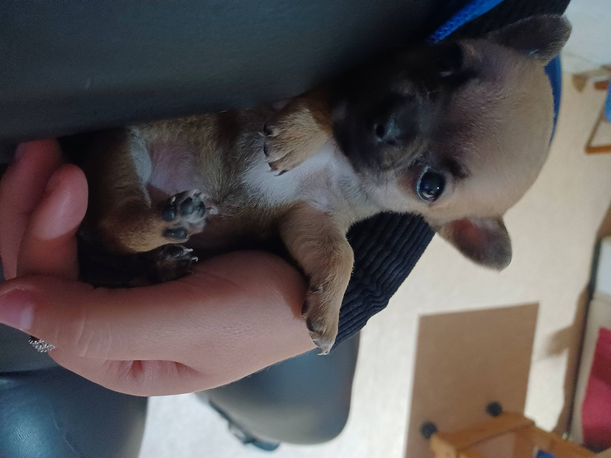 Tira participe au concours pour gagner de l'argent avec cette photo : balinese, carnivore, cat, companion_dog, dog_breed, domestic_short_haired_cat, eyelash, fawn, felidae, finger, fur, gesture, nail, paw, small_to_medium_sized_cats, snout, tail, thai, thumb, whiskers