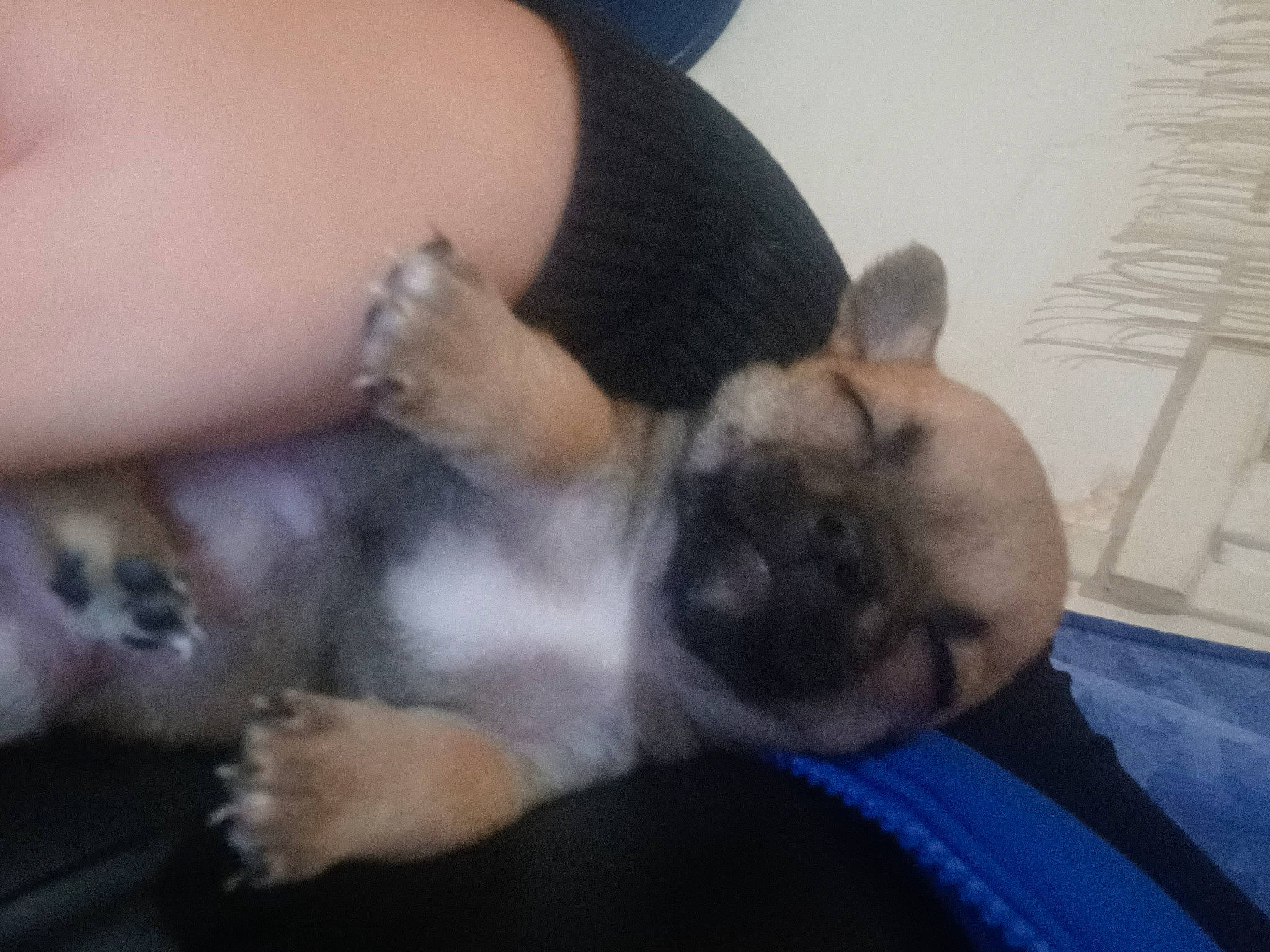 Tira a rejoint le concours — aidez-le/la à gagner de superbes lots ! canidae, carnivore, comfort, companion_dog, dog, dog_breed, ear, fawn, fur, gesture, human_leg, nail, nap, paw, puppy_love, snout, sporting_group, toy_dog, whiskers, working_animal