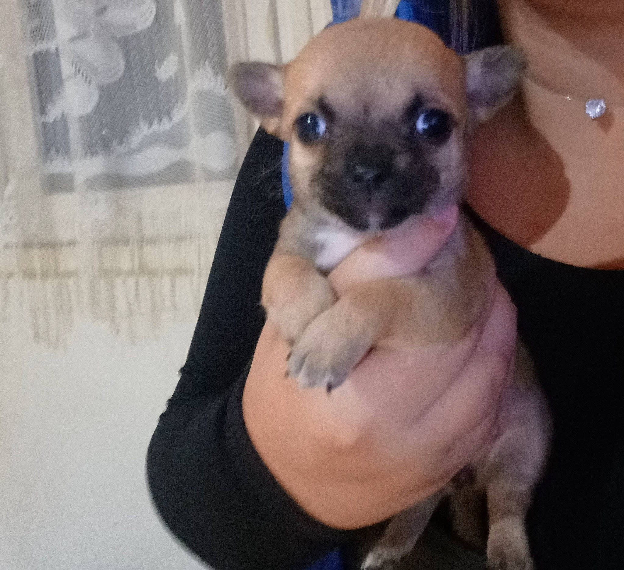 Tira participe au concours pour gagner de l'argent avec cette photo : canidae, carnivore, comfort, companion_dog, dog, dog_breed, ear, elbow, fawn, fur, nail, non_sporting_group, paw, snout, terrestrial_animal, toy_dog, whiskers, working_animal, wrist