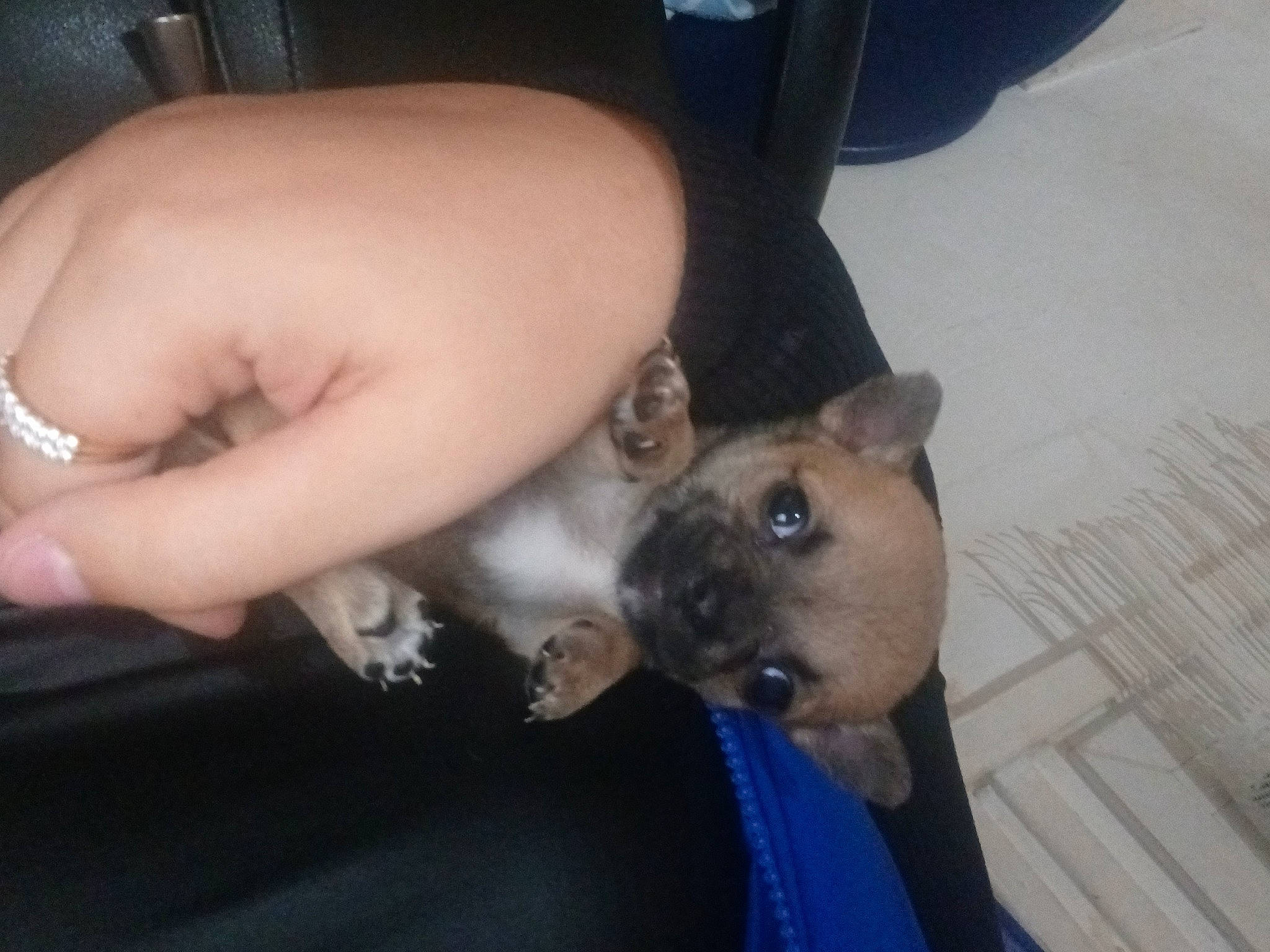 Tira a rejoint le concours — aidez-le/la à gagner de superbes lots ! canidae, carnivore, companion_dog, dog, dog_breed, ear, fawn, felidae, flooring, foot, fur, human_leg, nail, paw, small_to_medium_sized_cats, snout, sporting_group, toy_dog, whiskers, wrist