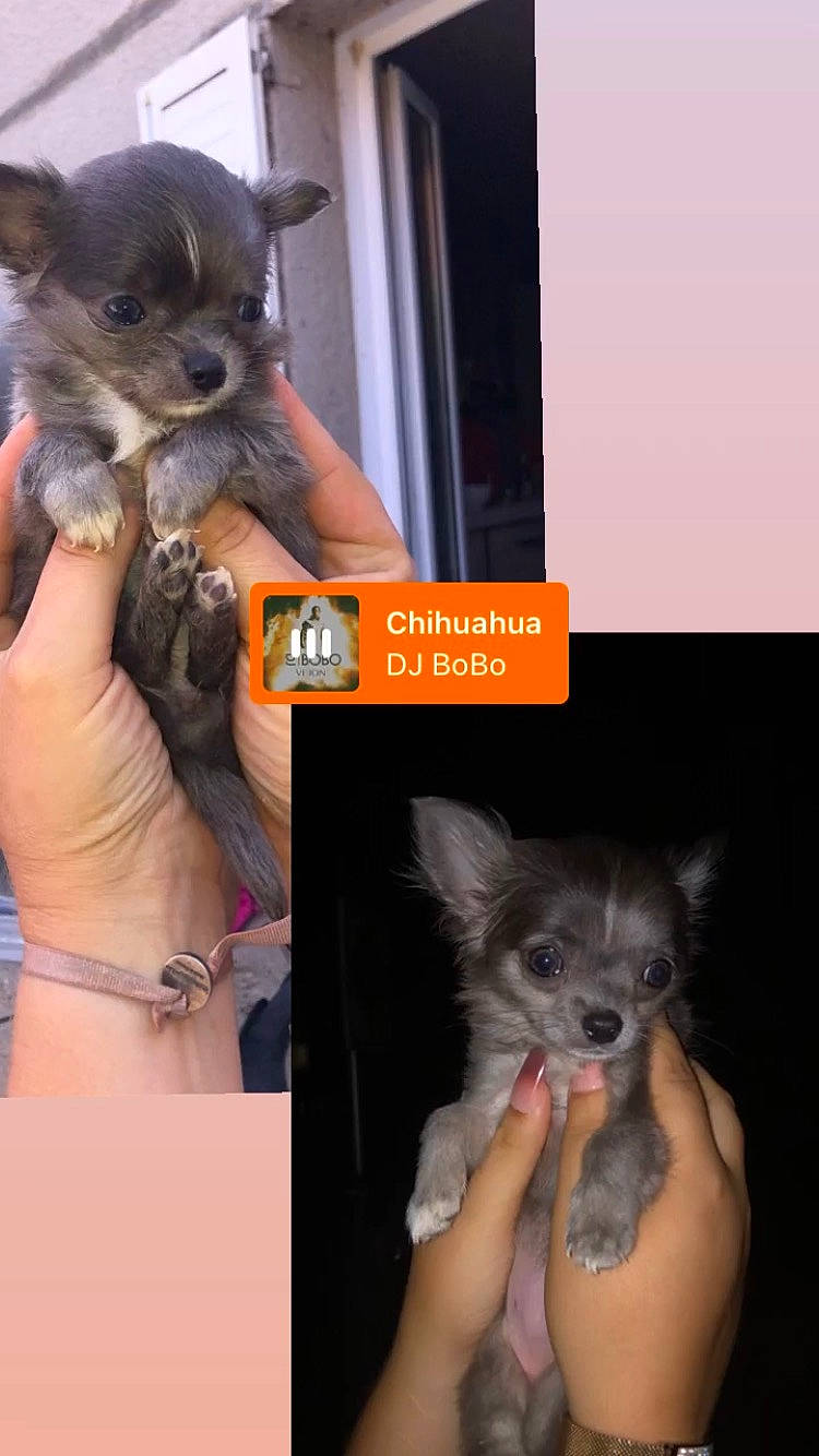 Tessa a rejoint le concours — aidez-le/la à gagner de superbes lots ! bat, canidae, carnivore, companion_dog, dog_breed, dog_supply, fashion_accessory, fawn, felidae, font, fur, gesture, grey, mammal, photo_caption, snout, tail, toy_dog, vertebrate, whiskers