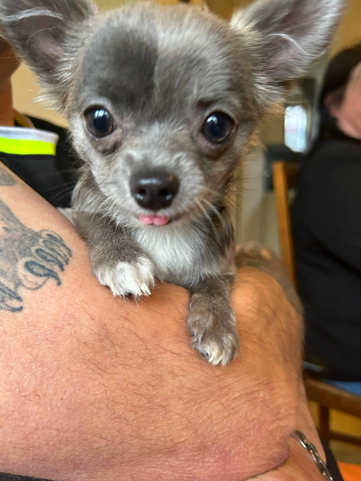 Tessa a rejoint le concours — aidez-le/la à gagner de superbes lots ! canidae, carnivore, chihuahua, companion_dog, corgi_chihuahua, dog, dog_breed, ear, fawn, fur, non_sporting_group, paw, puppy, sporting_group, temporary_tattoo, terrestrial_animal, toy_dog, whiskers, working_animal