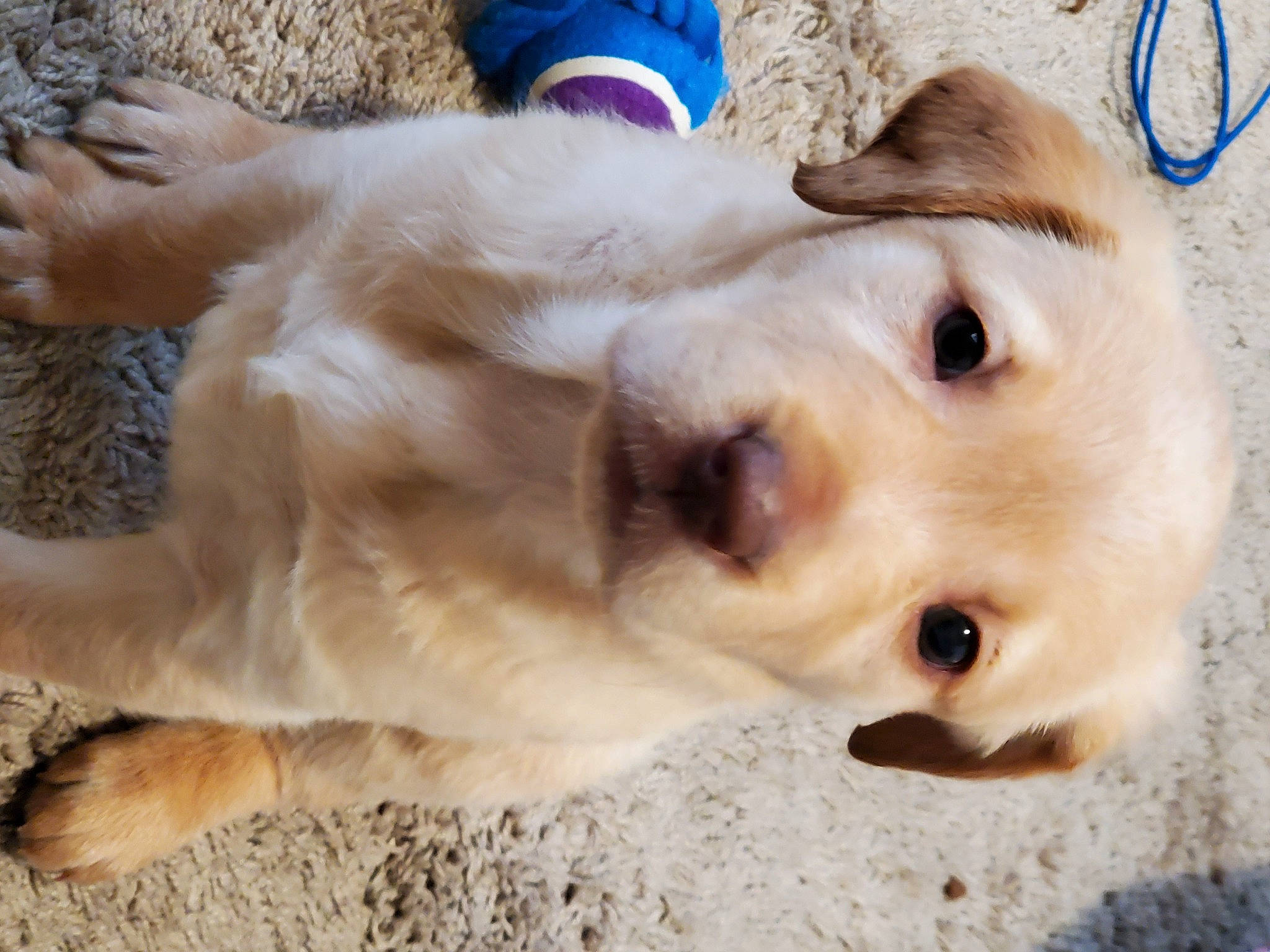 Freya joined the competition — help win amazing prizes! beige, canidae, carnivore, collar, companion_dog, dog, dog_breed, fawn, fur, snout, sporting_group, vertebrate, whiskers, working_animal, working_dog