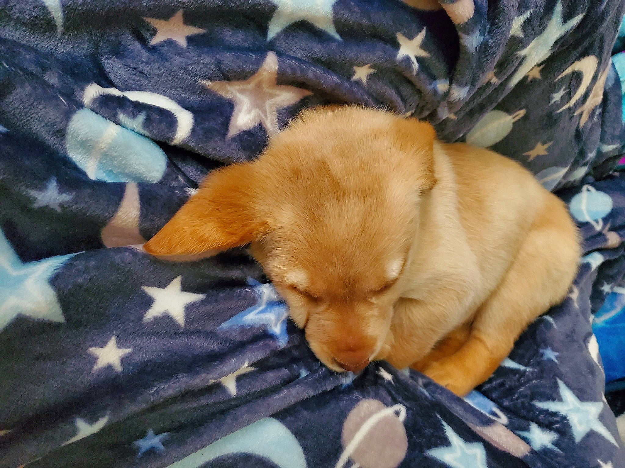 Freya is registered to the contest to win money with this photo: bed, bedtime, blanket, camouflage, canidae, carnivore, comfort, companion_dog, dog, dog_breed, dog_supply, fawn, linens, pattern, pet_supply, puppy, sleep, snout, sporting_group, working_animal