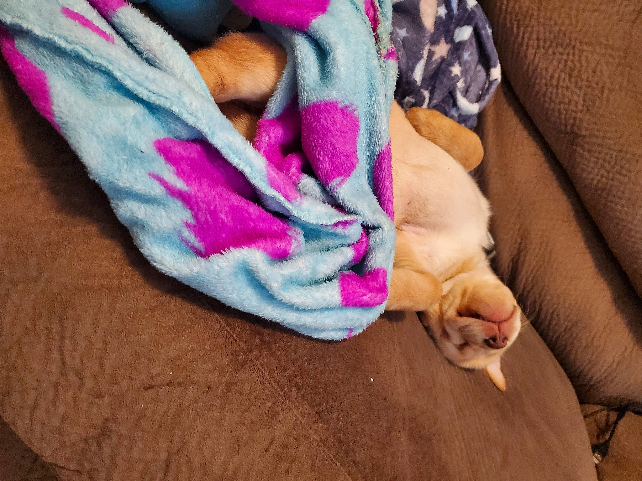 Freya is registered to the contest to win money with this photo: carnivore, cat, comfort, couch, fawn, felidae, fur, magenta, nap, natural_material, paw, pink, purple, sleep, small_to_medium_sized_cats, studio_couch, textile, thread, violet, whiskers