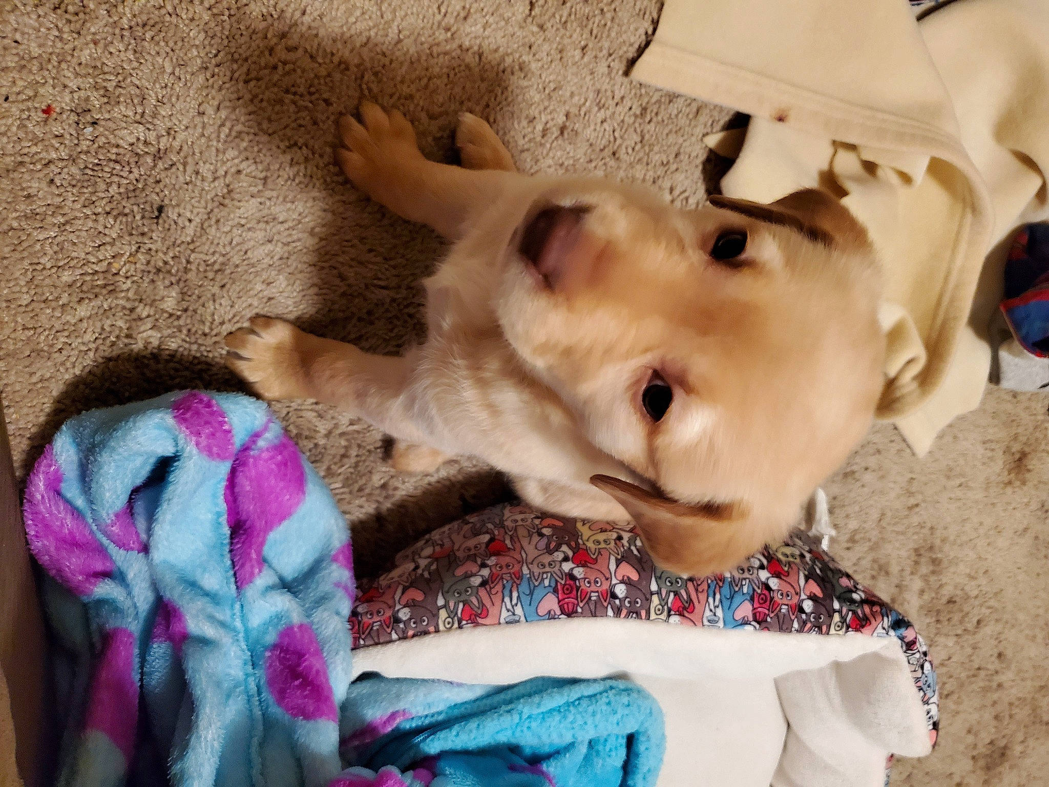 Freya joined the competition — help win amazing prizes! canidae, carnivore, collar, companion_dog, dog, dog_breed, dog_collar, dog_supply, fawn, hunting_dog, non_sporting_group, pet_supply, snout, sporting_group, woolen, working_animal, working_dog