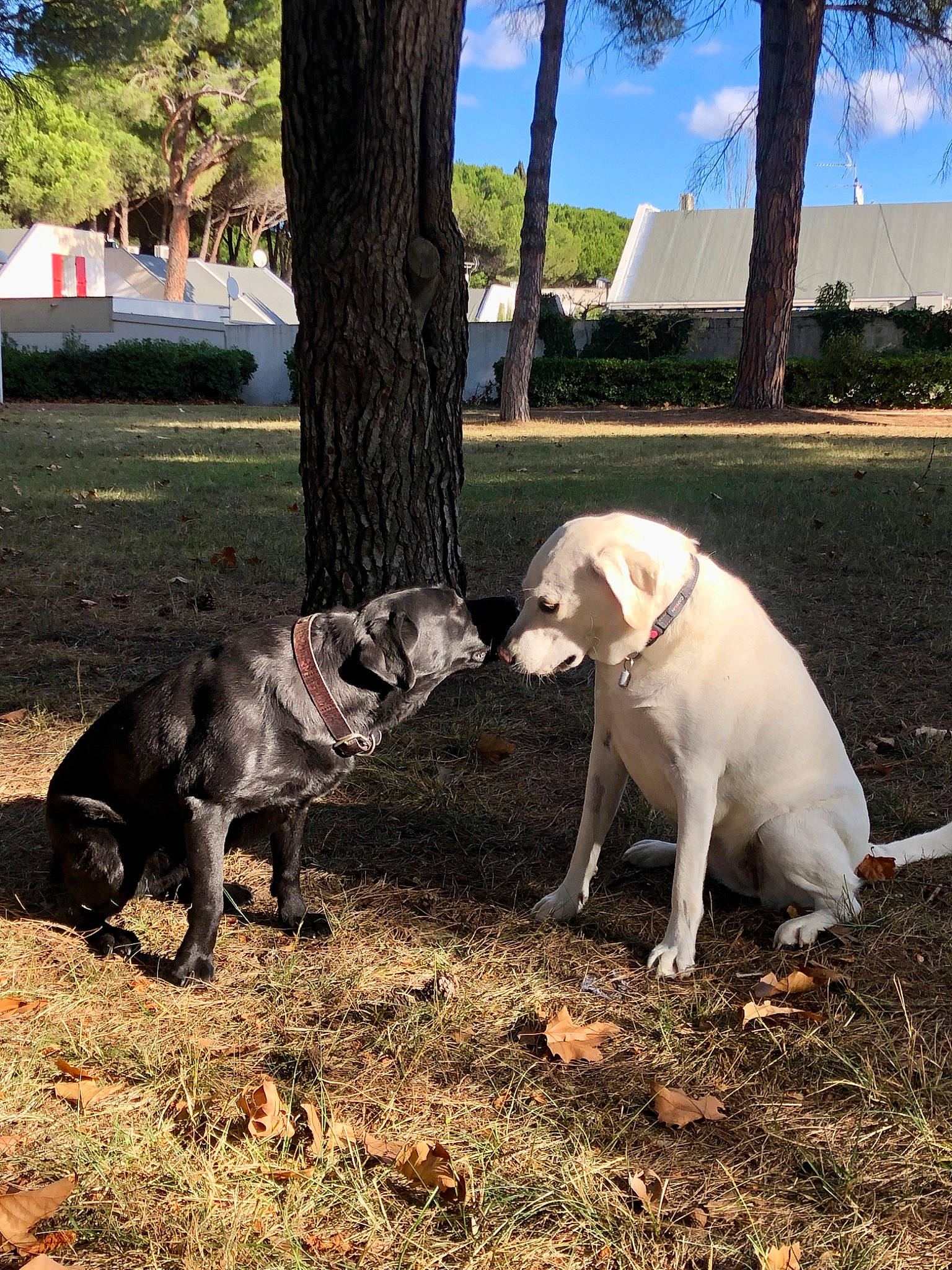 Ohana a rejoint le concours — aidez-le/la à gagner de superbes lots ! canidae, carnivore, cloud, collar, companion_dog, dog, dog_breed, fawn, grass, livestock, pasture, pet_supply, plant, sky, snout, sporting_group, tail, terrestrial_animal, tree, working_animal