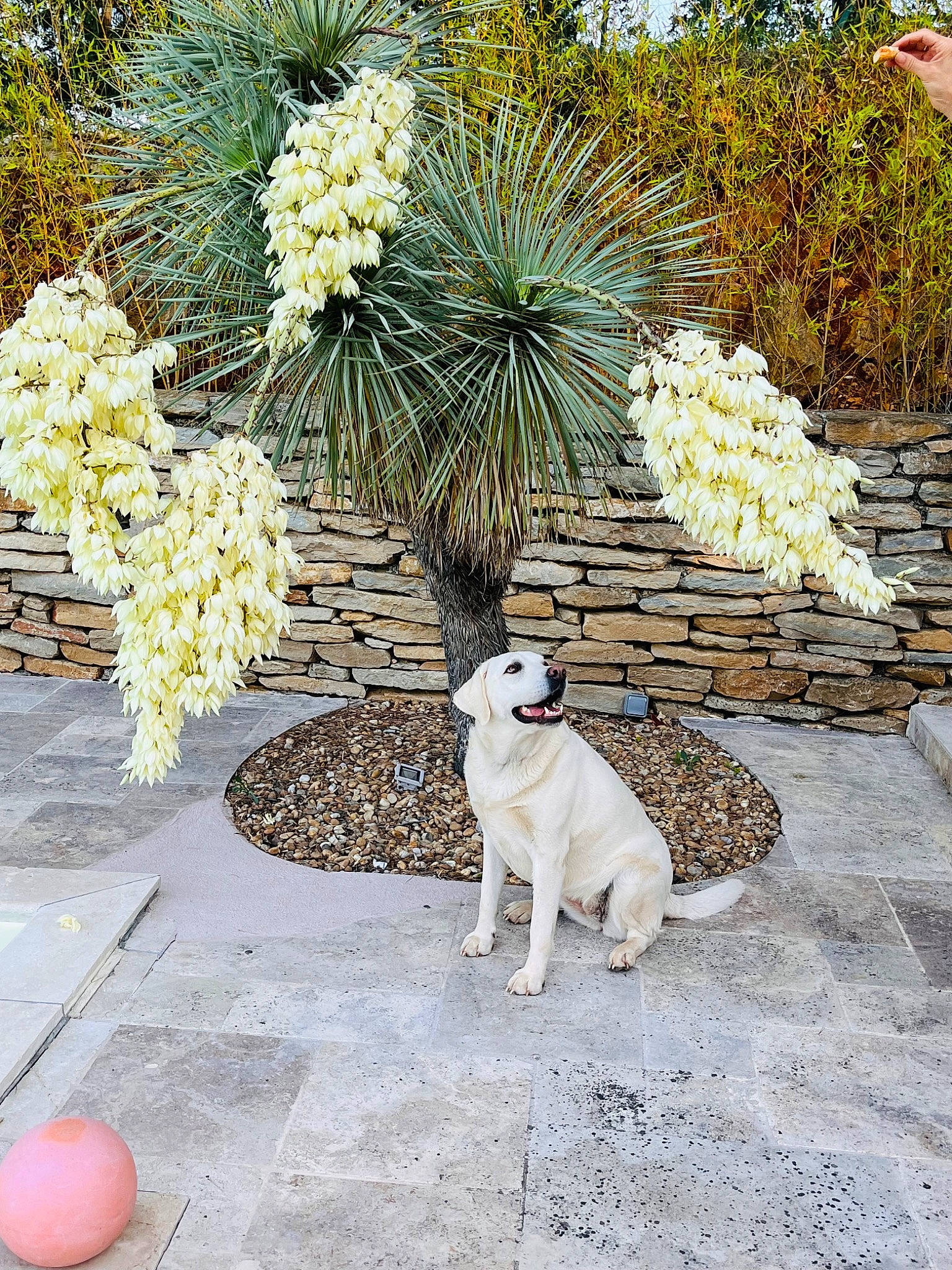 Ohana participe au concours pour gagner de l'argent avec cette photo : arecales, art, carnivore, companion_dog, dog, dog_breed, fawn, flower, flowerpot, grass, grass_family, landscape, landscaping, outdoor_furniture, plant, public_space, road_surface, shrub, sidewalk, tree