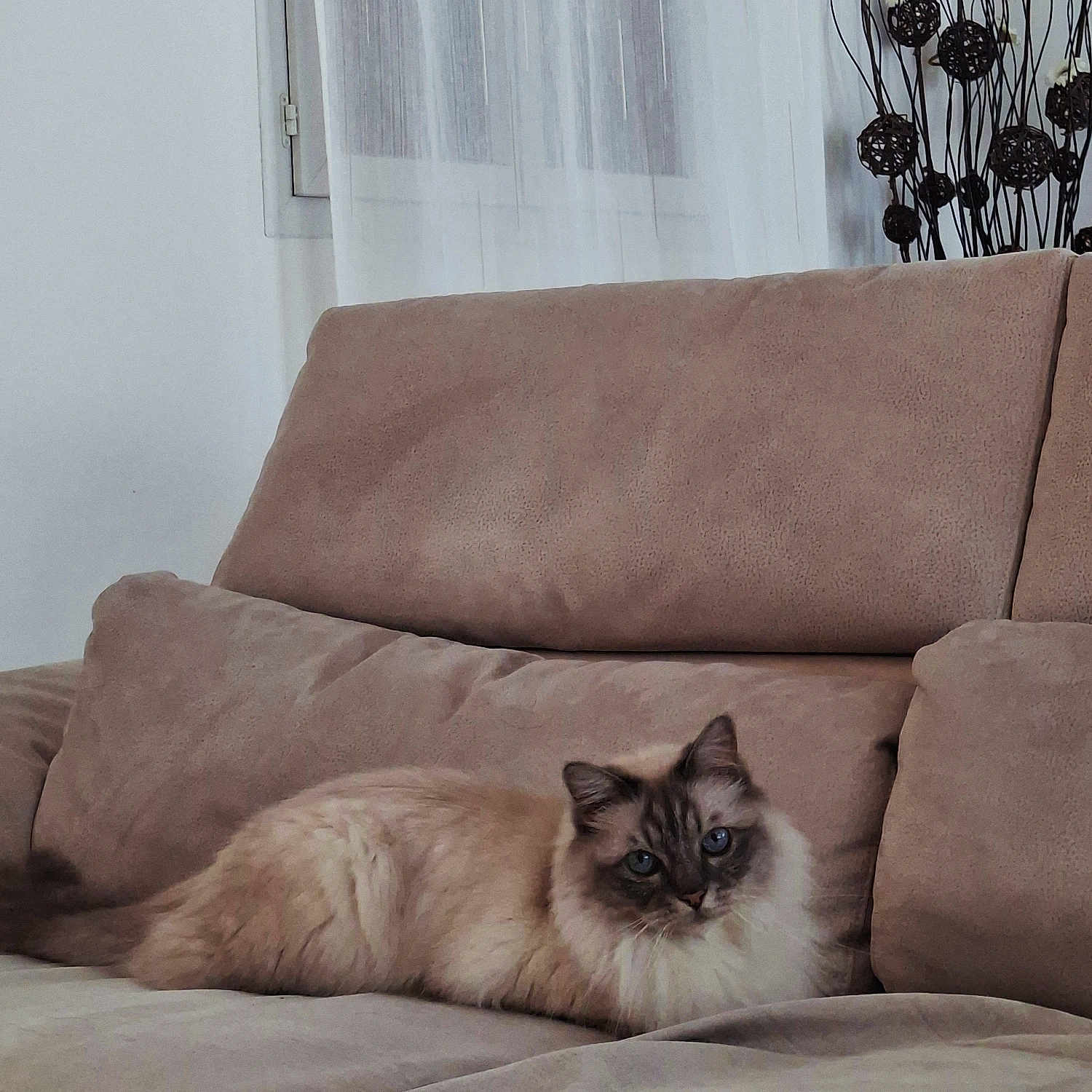Newton a rejoint le concours — aidez-le/la à gagner de superbes lots ! cat, fluffy_cat, blue_eyes, sofa, couch, indoor, pet, feline, relaxed, resting, fur, window, curtains, decor, home, cozy, animal, mammal, living_room, cute