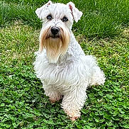 Diva is registered to the contest to win money with this photo: dog, white_dog, pet, outdoor, grass, clover, animal, sitting, beard, fur, cute, looking, nature, canine, fluffy, alert, portrait, small_dog, garden, greenery