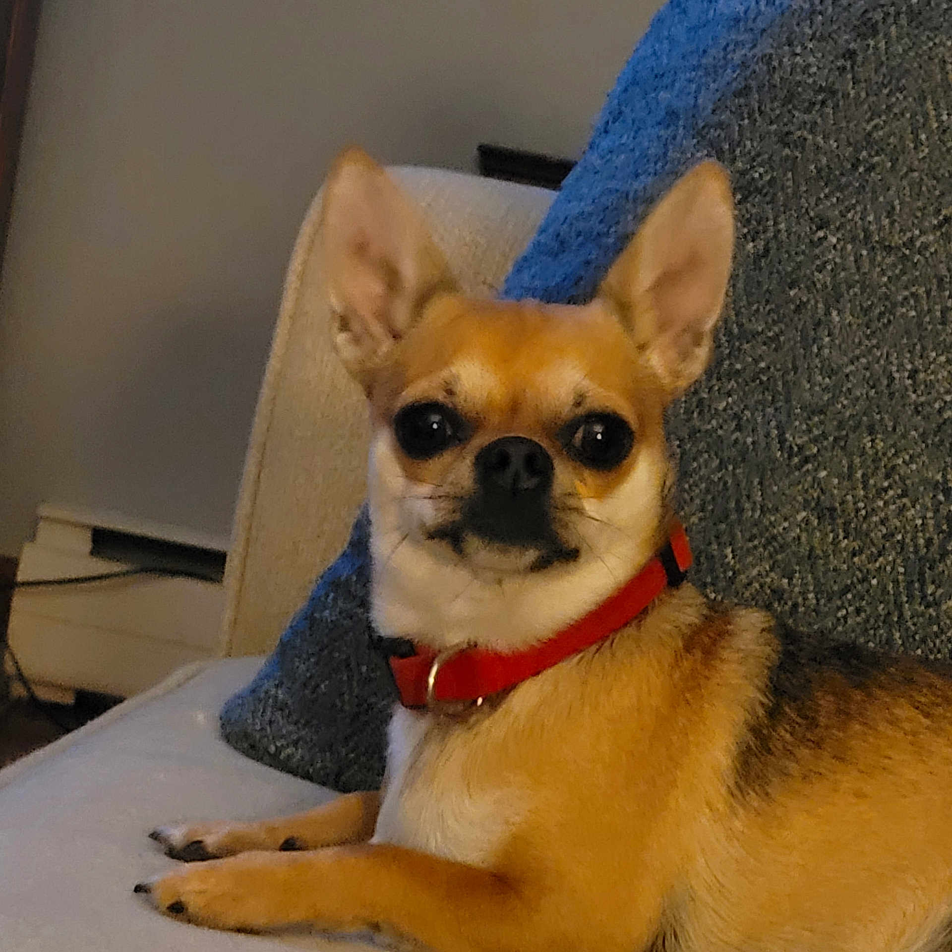 Milo is registered to the contest to win money with this photo: alert, big_eyes, blanket, chihuahua, collar, couch, cozy, dog, ears, fur, furniture, indoor, living_room, paw, pet, pillow, portrait, red_collar, sitting, small_dog