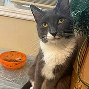 Princess is registered to the contest to win money with this photo: cat, gray_cat, white_fur, yellow_eyes, indoor, pet, animal, curious, sitting, bowl, orange_bowl, window, air_conditioner, plant, greenery, furniture, whiskers, face, fur, close_up