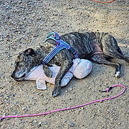 Zoe is registered to the contest to win money with this photo: animal, brindle, canine, colorful, dirt, dog, gravel, harness, leash, lying_down, nature, outdoor, pet, pig_toy, plush_toy, relaxation, resting, sleep, sleeping, toy