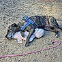 animal, brindle, canine, colorful, dirt, dog, gravel, harness, leash, lying_down, nature, outdoor, pet, pig_toy, plush_toy, relaxation, resting, sleep, sleeping, toy