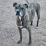 Zoe joined the competition — help win amazing prizes! alert, animal, brindle_coat, canine, companion, daylight, dog, ears, four_legs, fur, gravel, looking, muzzle, nature, outdoor, paws, pet, standing, tail, whiskers