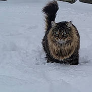 Violet is registered to the contest to win money with this photo: cat, snow, outdoor, fluffy, feline, animal, winter, fur, tail, eyes, nature, backyard, cold, mammal, pet, walking, playful, adorable, cute, weather