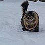 cat, snow, outdoor, fluffy, feline, animal, winter, fur, tail, eyes, nature, backyard, cold, mammal, pet, walking, playful, adorable, cute, weather