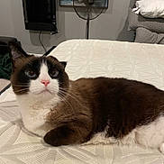 Charlie is registered to the contest to win money with this photo: cat, tuxedo_cat, pet, animal, feline, indoor, bedroom, bed, mattress, bedding, pillow, fan, television, black_and_white, brown_fur, white_fur, pink_nose, whiskers, lying_down, portrait