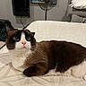 cat, tuxedo_cat, pet, animal, feline, indoor, bedroom, bed, mattress, bedding, pillow, fan, television, black_and_white, brown_fur, white_fur, pink_nose, whiskers, lying_down, portrait