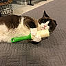 Charlie is registered to the contest to win money with this photo: cat, black_and_white, fluffy, longhaired, pet, animal, face, eyes, nose, whiskers, paws, lying_down, rolling_pin, kitchen_tool, quilt, bed, indoors, furniture, portrait, funny