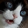Charlie is registered to the contest to win money with this photo: cat, tuxedo_cat, blue_eyes, fluffy, fur, close_up, portrait, pet, animal, whiskers, nose, open_mouth, wide_eyed, black_and_white, indoors, vertical_photo, face, head, cute, expressive