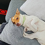 Spencer participe au concours pour gagner de l'argent avec cette photo : animal, bed, bedroom, blanket, canine, couch, cushion, dog, dogbed, furniture, homedecor, hound, indoors, person, pet, pillow, pointer, puppy, room, sleeping
