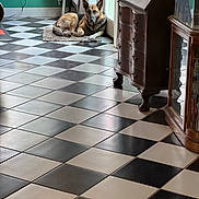 Daisy is registered to the contest to win money with this photo: dog, german_shepherd, indoor, tile_floor, checkered_floor, rug, door, window, cabinet, furniture, vintage, wooden, relaxed, pet, animal, flooring, mat, quiet, calm, home