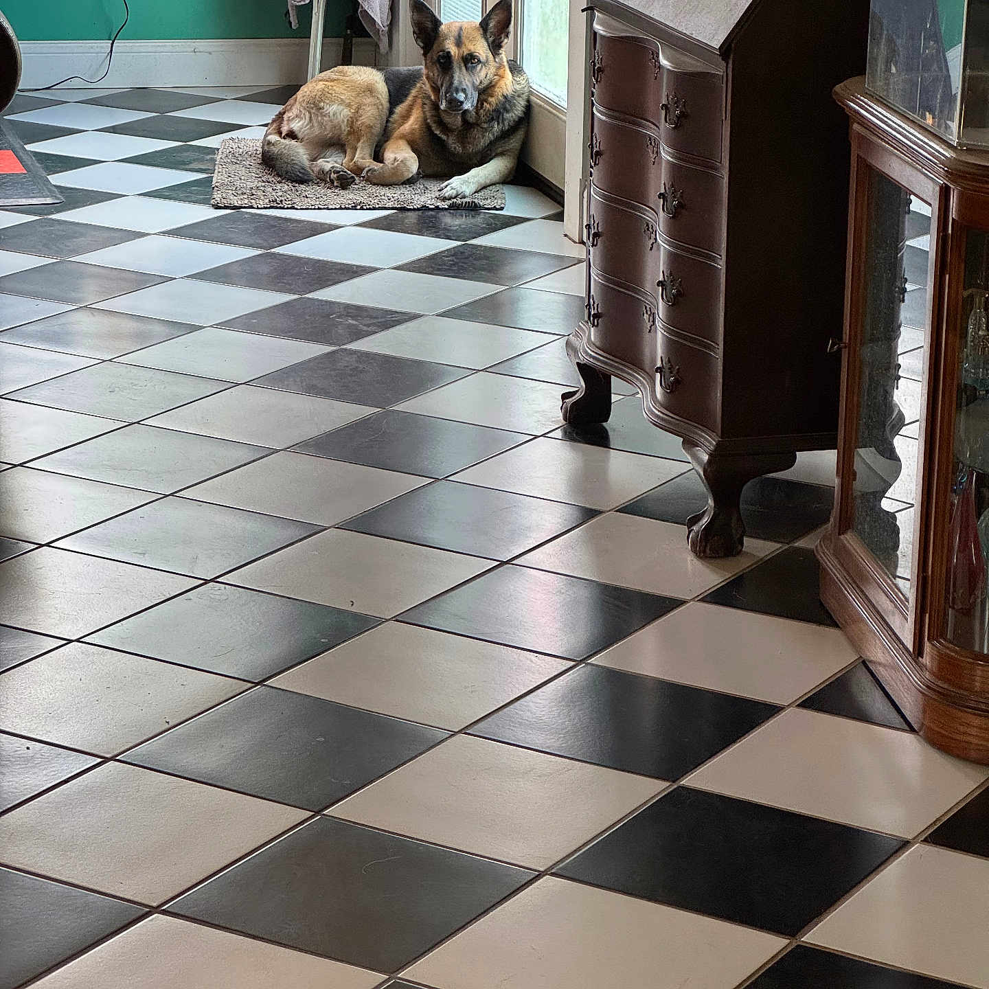 Daisy is registered to the contest to win money with this photo: animal, cabinet, calm, checkered_floor, dog, door, flooring, furniture, german_shepherd, home, indoor, mat, pet, quiet, relaxed, rug, tile_floor, vintage, window, wooden