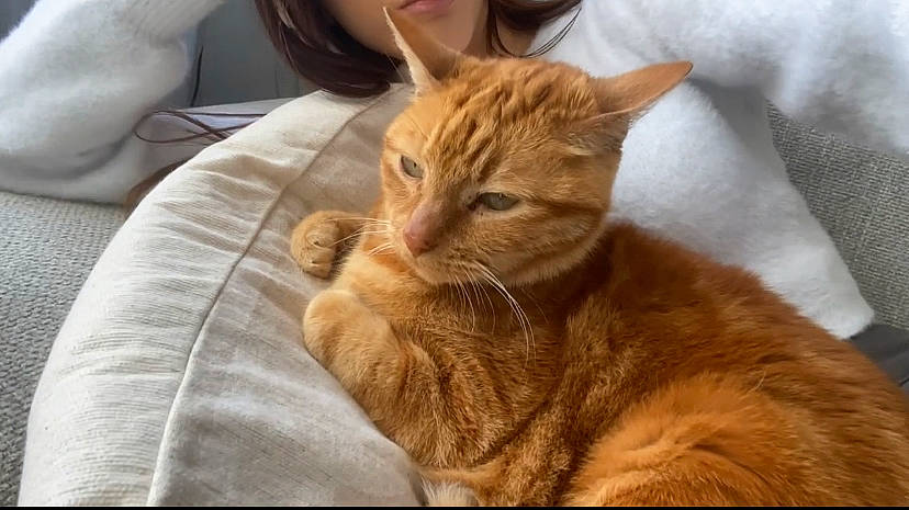 Mononoké a rejoint le concours — aidez-le/la à gagner de superbes lots ! carnivore, cat, claw, comfort, domestic_short_haired_cat, ear, fawn, felidae, fur, paw, plant, sitting, small_to_medium_sized_cats, snout, tail, terrestrial_animal, whiskers, wildlife