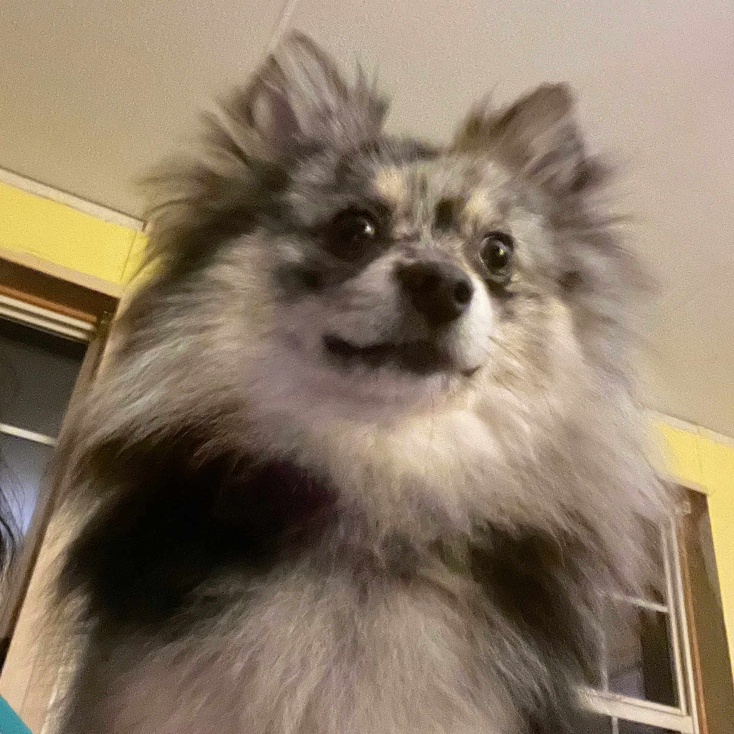 Mocha is registered to the contest to win money with this photo: animal, canine, close_up, companion, curious, cute, dog, domestic_animal, ears, face, fluffy, fur, furry, house, indoor, looking, pet, portrait, window, yellow_wall