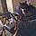 Salem Bugs
