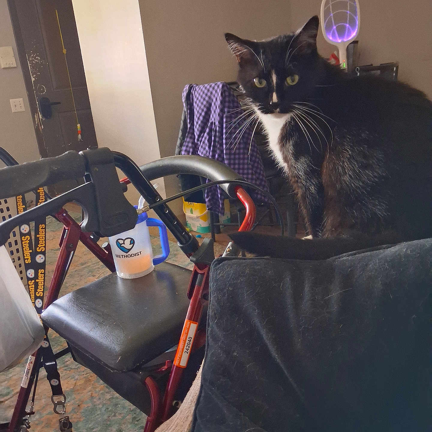 Salem Bugs joined the competition — help win amazing prizes! cat, tuxedo_cat, black_and_white, pet, animal, indoors, living_room, couch, furniture, wheelchair, walker, mobility_aid, coffee_mug, blanket, wall_clock, portrait, sitting, whiskers, green_eyes, home