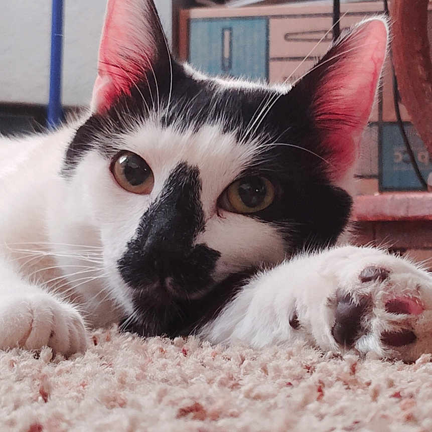 Draco