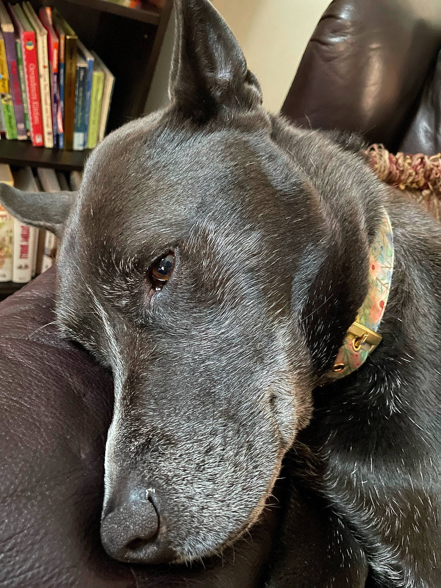 Cali joined the competition — help win amazing prizes! bookcase, canidae, carnivore, collar, comfort, companion_dog, dog, dog_breed, ear, fawn, grey, non_sporting_group, pet_supply, publication, shelf, snout, sporting_group, terrestrial_animal, whiskers, working_animal