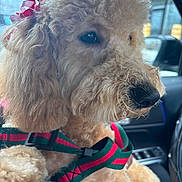 Sadie joined the competition — help win amazing prizes! bow_ribbon, canine, car_interior, close_up, collar, curly_fur, dog, dog_face, eye, fluffy, groomed, harness, nose, paw, pet, pink_bow, poodle, seat, whiskers, window