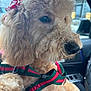 bow_ribbon, canine, car_interior, close_up, collar, curly_fur, dog, dog_face, eye, fluffy, groomed, harness, nose, paw, pet, pink_bow, poodle, seat, whiskers, window