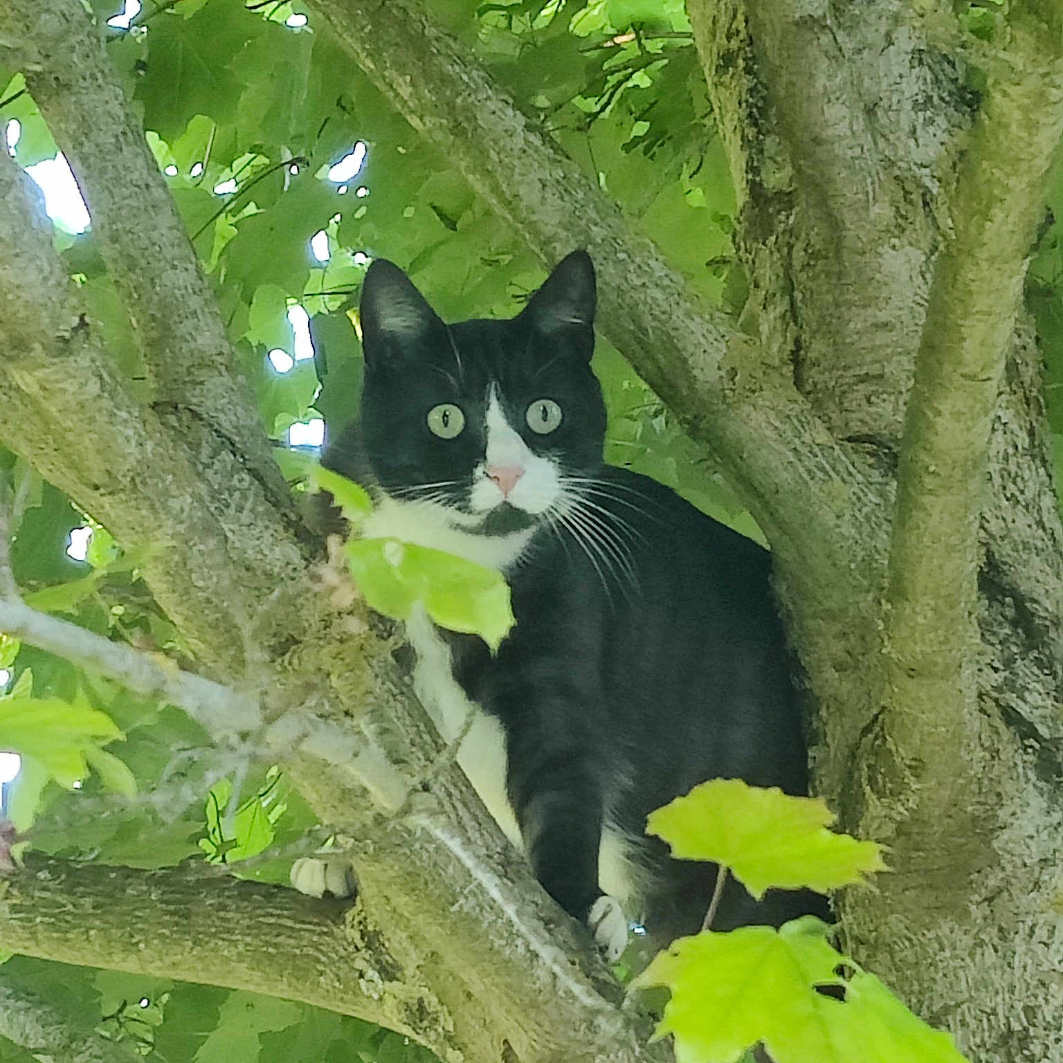 Roco