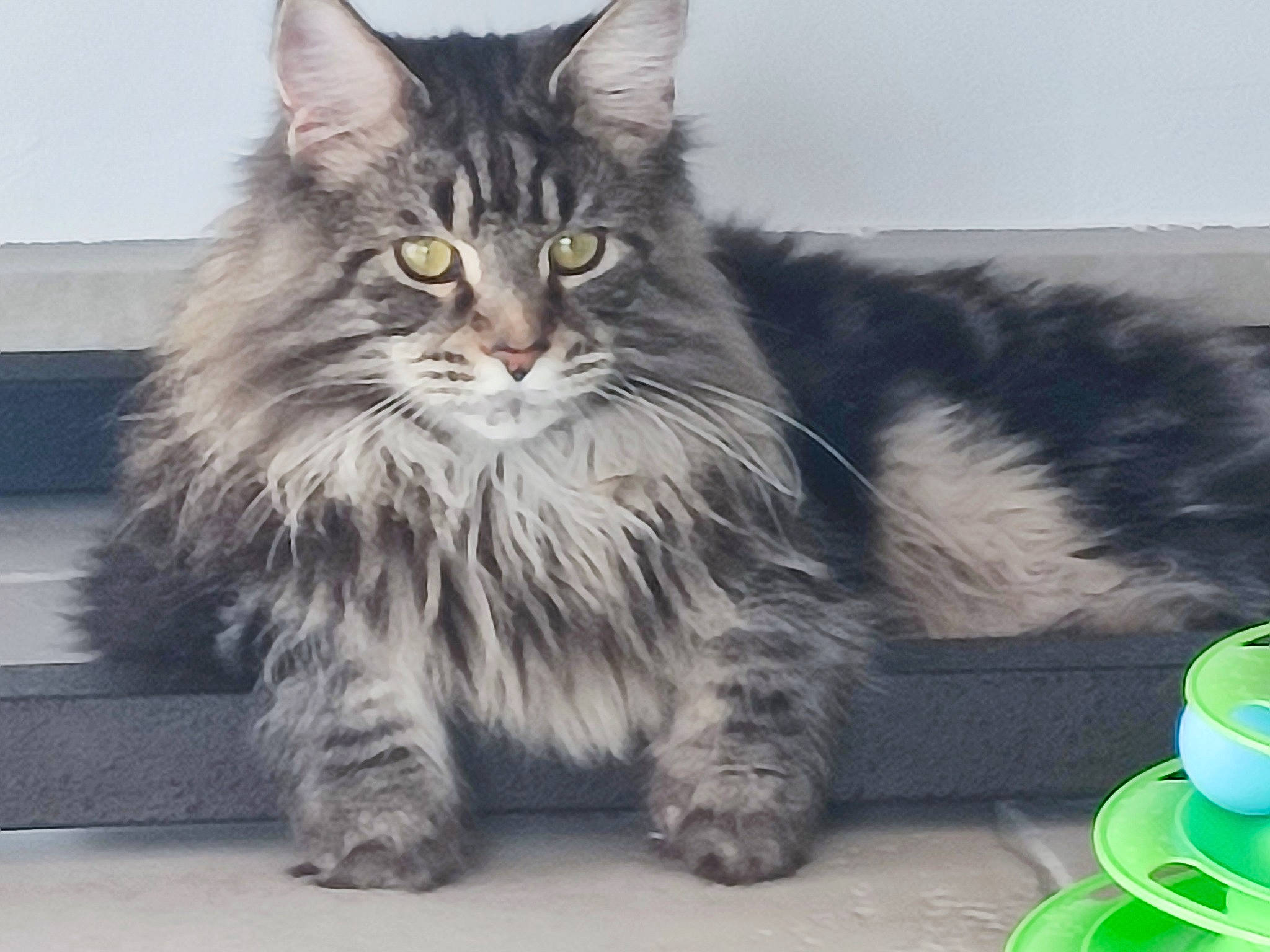 Apache a rejoint le concours — aidez-le/la à gagner de superbes lots ! automotive_tire, british_longhair, carnivore, cat, claw, cup, domestic_short_haired_cat, felidae, fur, maine_coon, mug, paw, serveware, siberian, sitting, small_to_medium_sized_cats, snout, tail, terrestrial_animal, whiskers