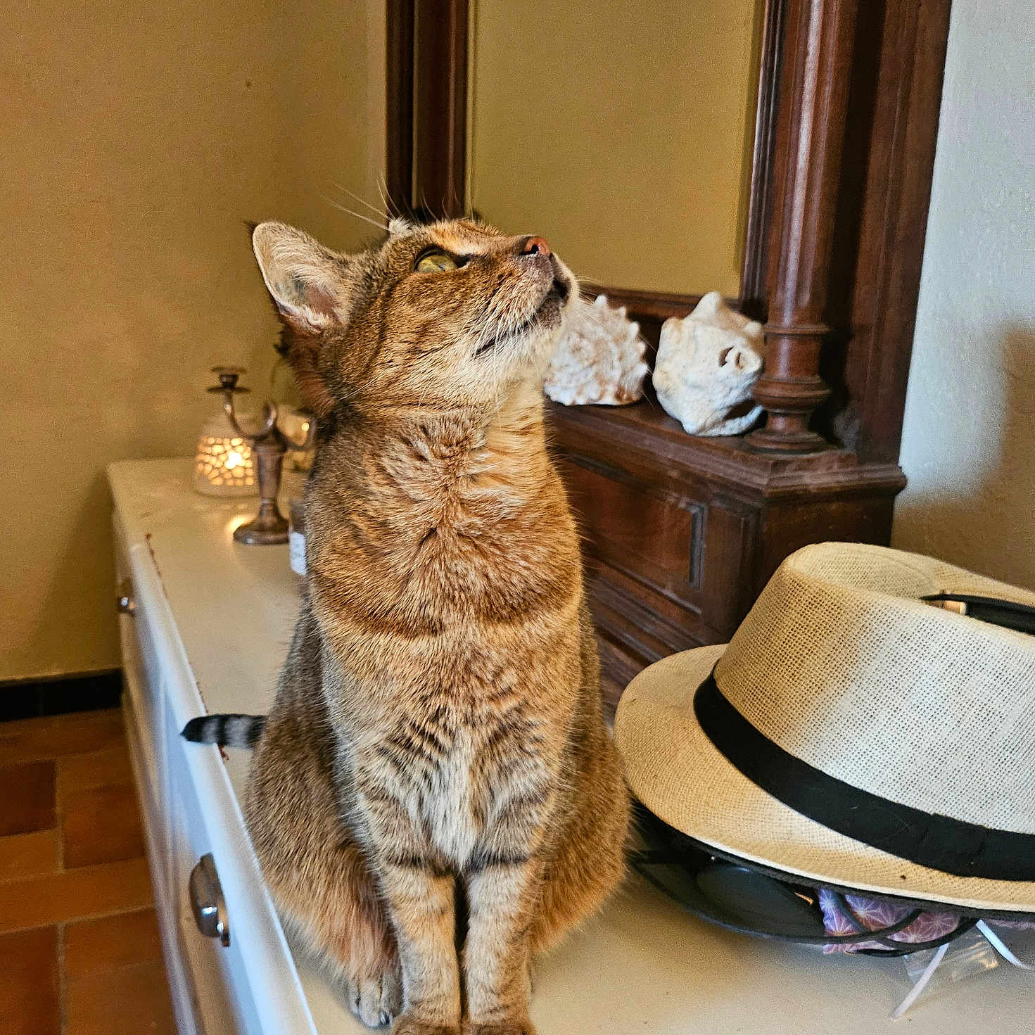 Minette a rejoint le concours — aidez-le/la à gagner de superbes lots ! brown_cat, cat, cozy, curious, decor, domestic_animal, dressed_surface, feline, furniture, hat, indoor, looking_up, mirror, pet, resting, seashells, still_life, sunglasses, tabby_cat, wooden_frame