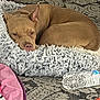 dog, tan_dog, sleeping, fluffy_bed, carpet, water_bottle, indoor, cozy, resting, pet, animal, curled_up, fur, nose, ears, texture, home, floor, fabric, relaxed