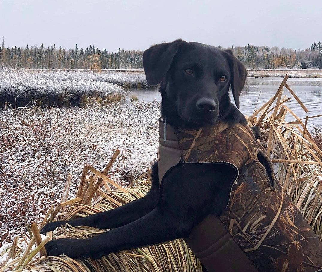 Nathan joined the competition — help win amazing prizes! _geese_and_swans, canidae, carnivore, dog, dog_breed, duck, ducks, flat_coated_retriever, goose, hunting_dog, labrador_retriever, retriever, sporting_group, water_bird