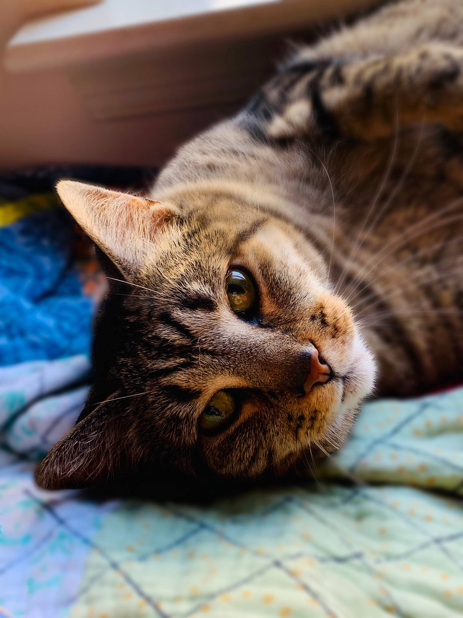 Toffee joined the competition — help win amazing prizes! carnivore, cat, claw, close_up, comfort, domestic_short_haired_cat, eye, felidae, fur, paw, small_to_medium_sized_cats, snout, terrestrial_animal, vertebrate, whiskers, wildlife