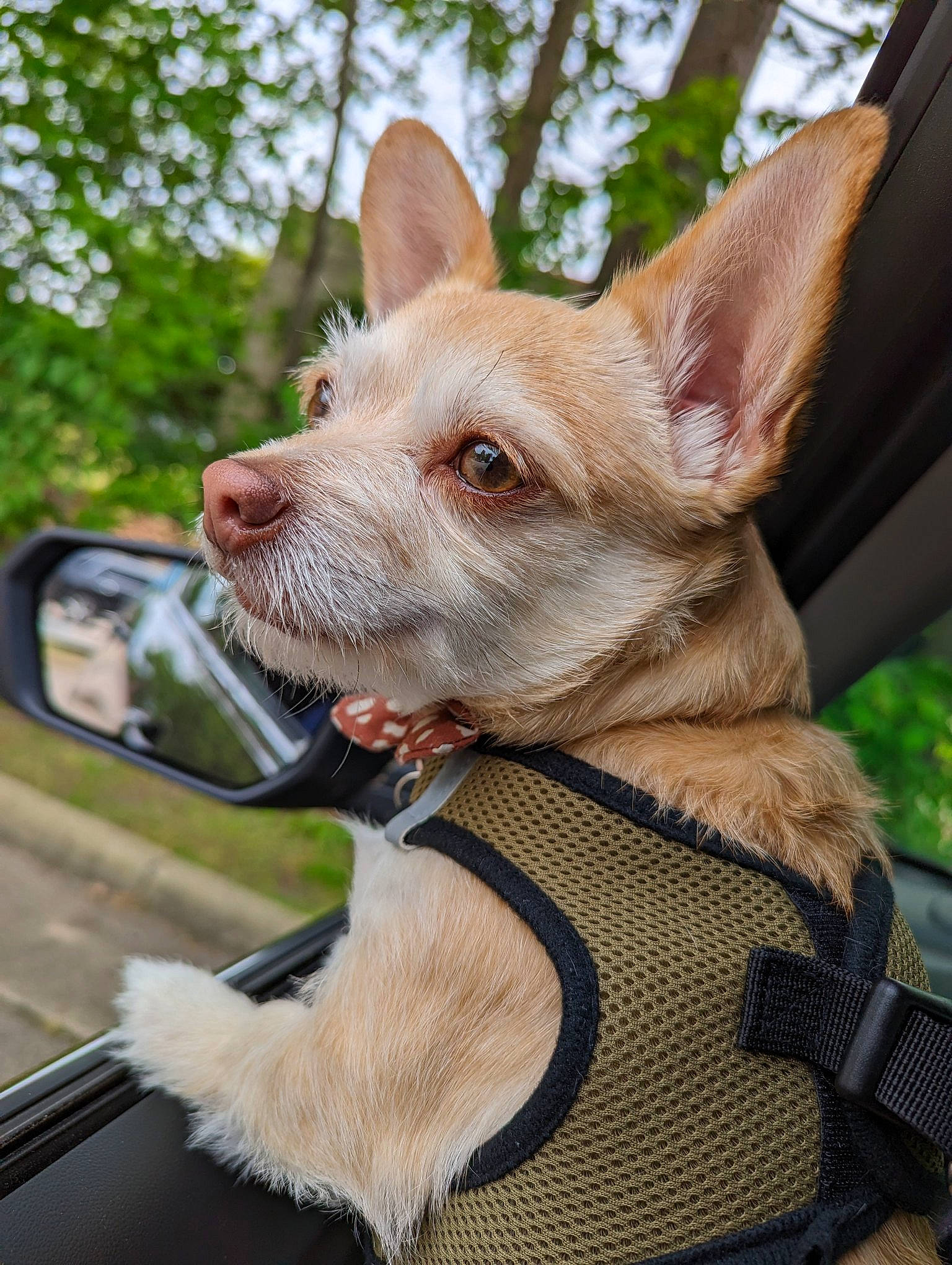 Barry is registered to the contest to win money with this photo: automotive_lighting, automotive_mirror, automotive_side_view_mirror, canidae, car, carnivore, collar, companion_dog, dog, dog_breed, fawn, mirror, rear_view_mirror, snout, sporting_group, vehicle, vertebrate, whiskers, windshield, working_animal