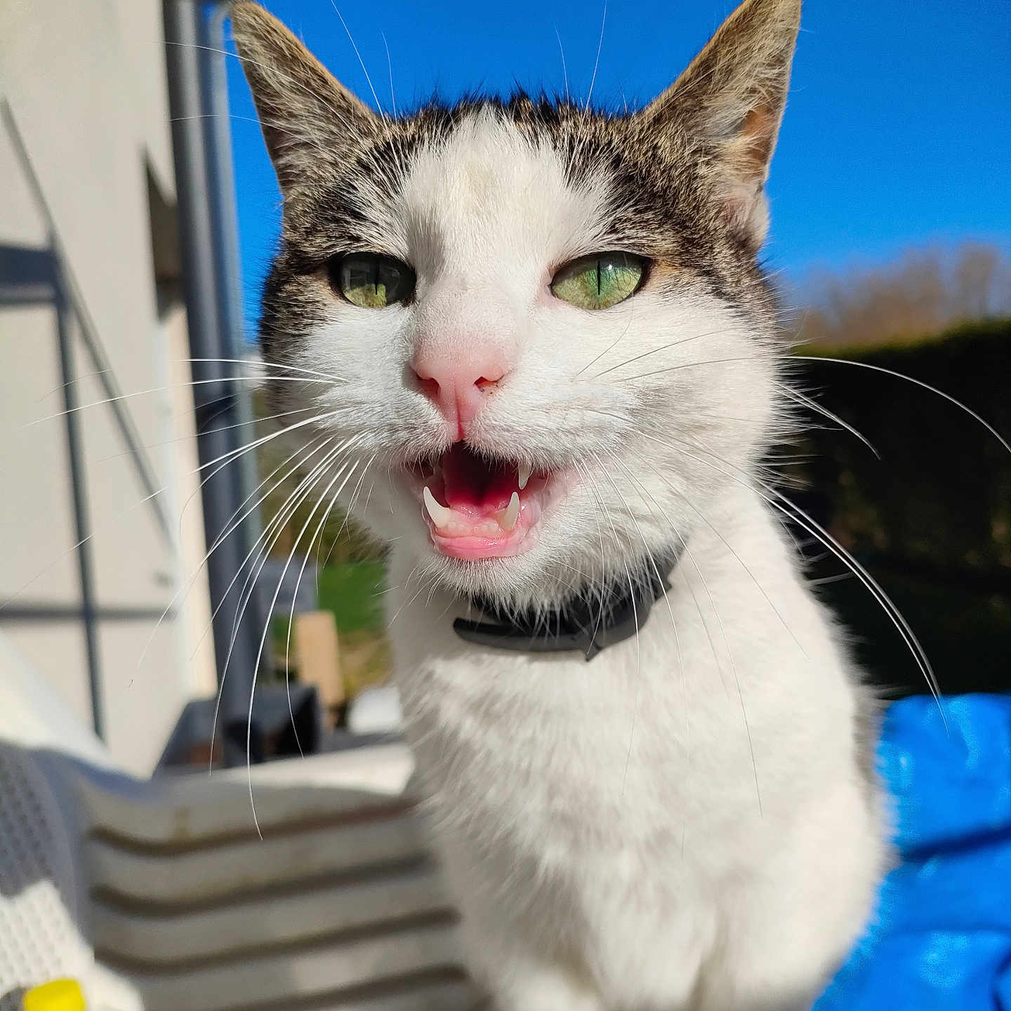 Mya