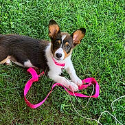 Gypsy joined the competition — help win amazing prizes! animal, canine, collar, curious, cute, daylight, dog, ears, fur, grass, green_grass, leash, lying_down, nature, outdoor, pet, pink_leash, playful, puppy, young_dog