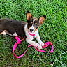 animal, canine, collar, curious, cute, daylight, dog, ears, fur, grass, green_grass, leash, lying_down, nature, outdoor, pet, pink_leash, playful, puppy, young_dog